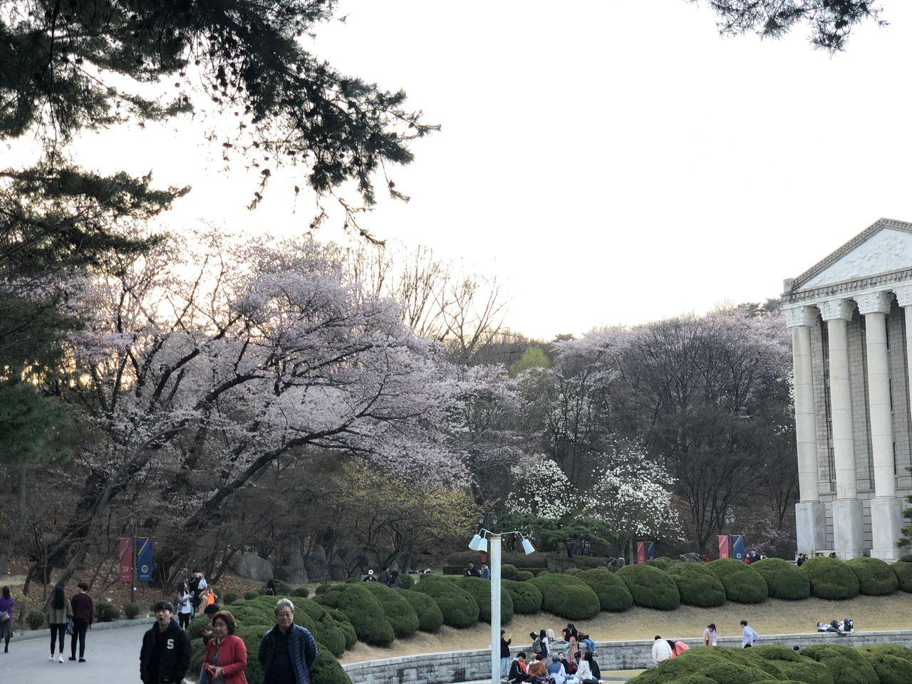 Take a walk on Kyung Hee campus with European architecture and cherry blossoms